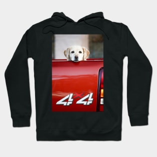 4 X PAW Yellow Labrador Hoodie